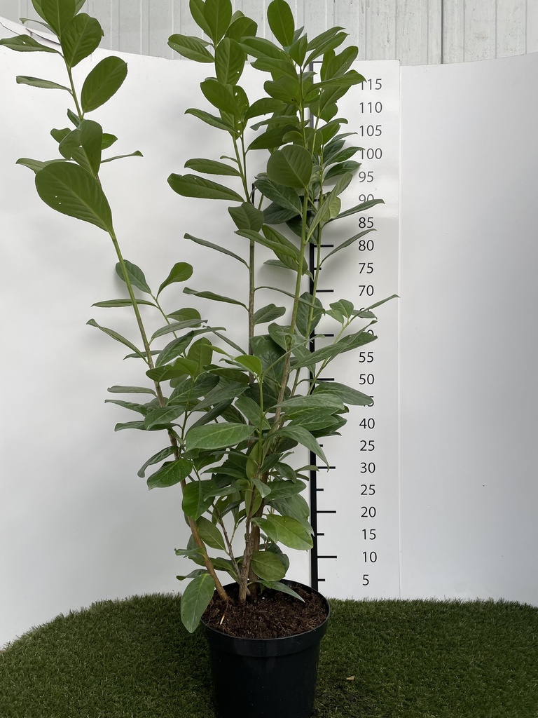 Prunus laurocerasus Novita C4 80-100