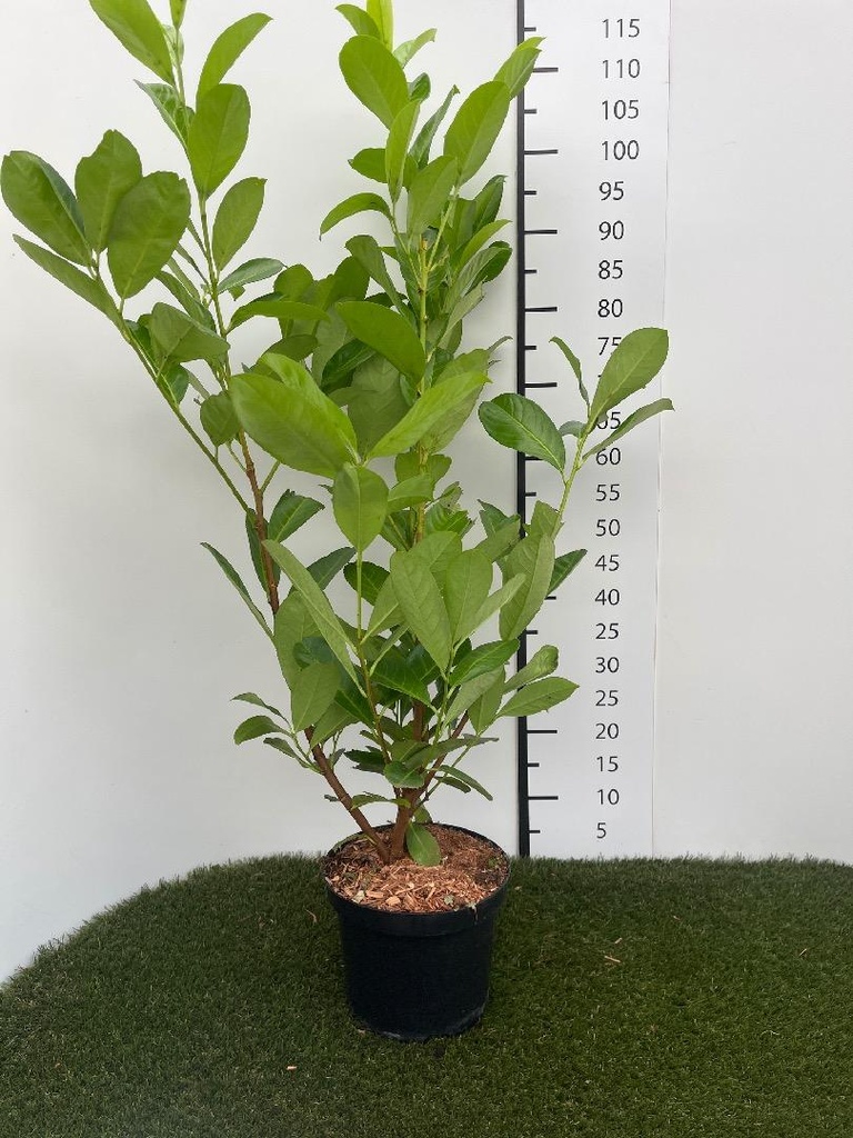 Prunus laurocerasus Rotundifolia C4 80-100