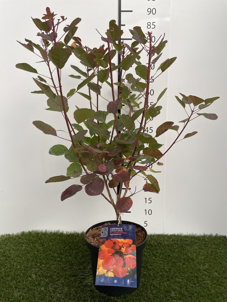 Cotinus coggygria Flamissimo C3 40-50