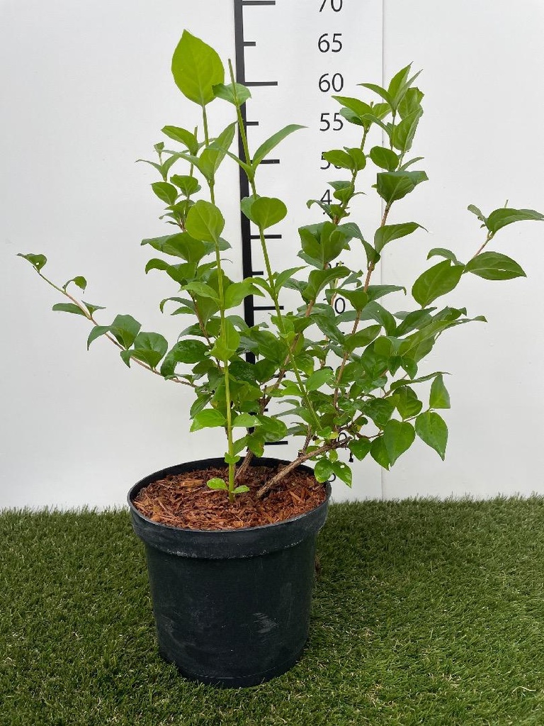 Abeliophyllum distichum C3 40-50