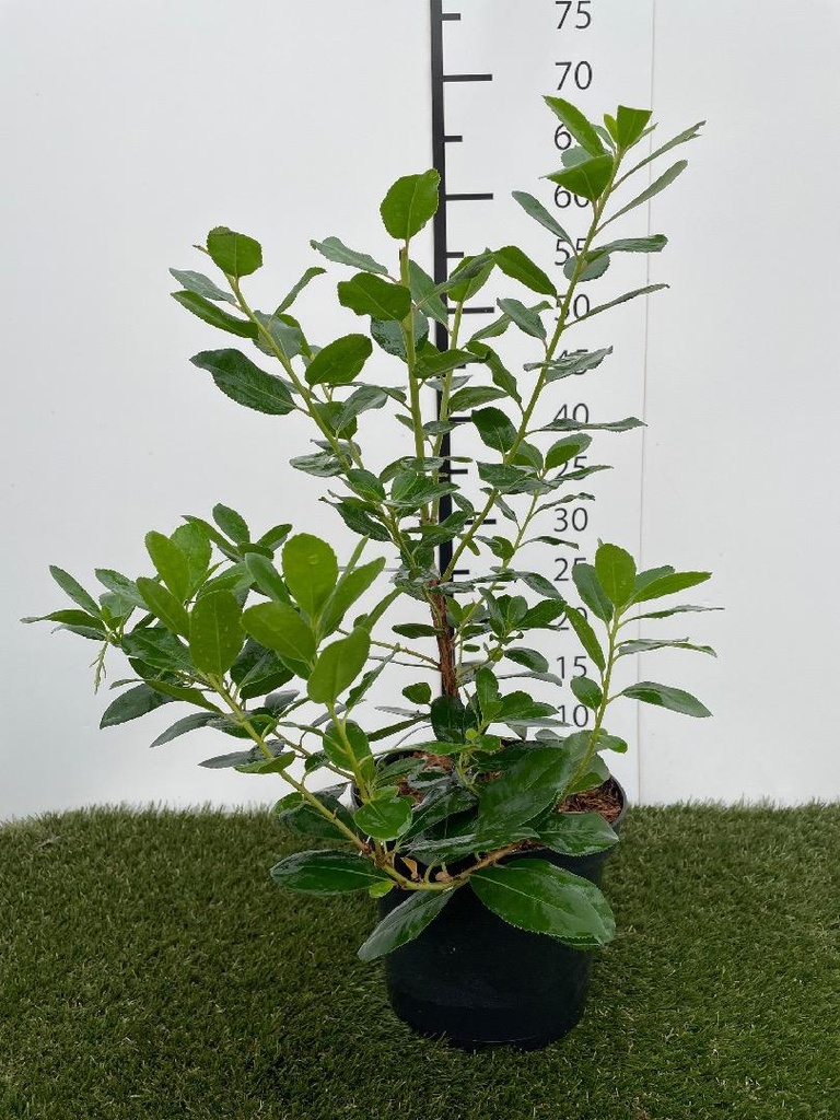 Arbutus unedo C3 30-40
