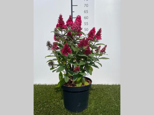 Buddleja dav. Butterfly Little Ruby C3 30-40