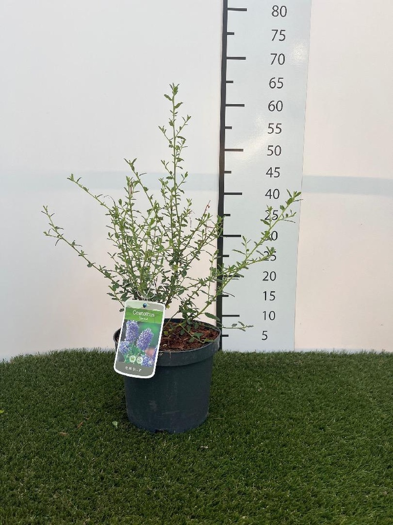 Ceanothus Concha C3 30-40