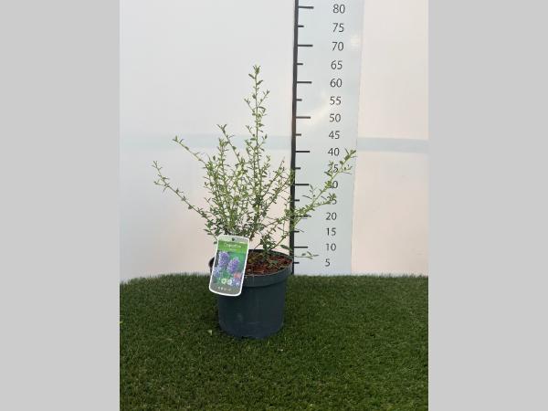 Ceanothus Concha C3 40-50