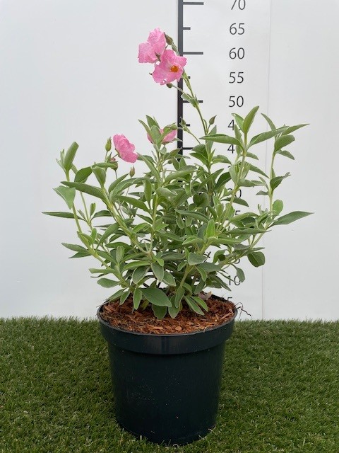 Cistus Silver Pink C3 30-40
