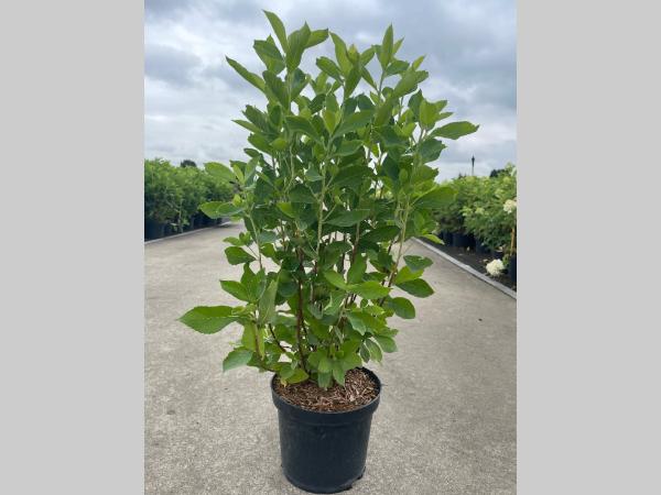 Clethra alnifolia C3 40-60