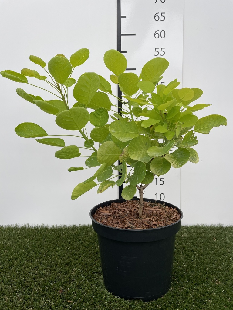 Cotinus coggygria Golden Spirit  C3 40-60
