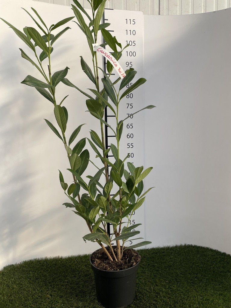 Prunus  laurocerasus Caucasica C3 80-100