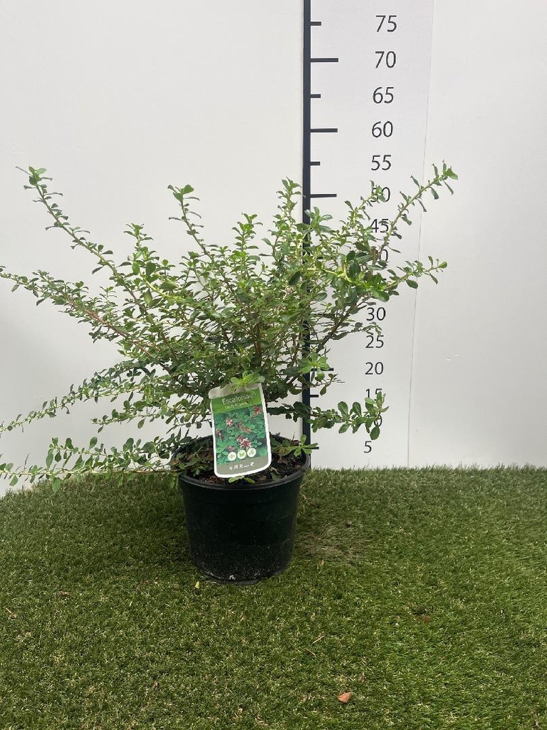 Escallonia hybr. Darts Rosyred  C3 40-50