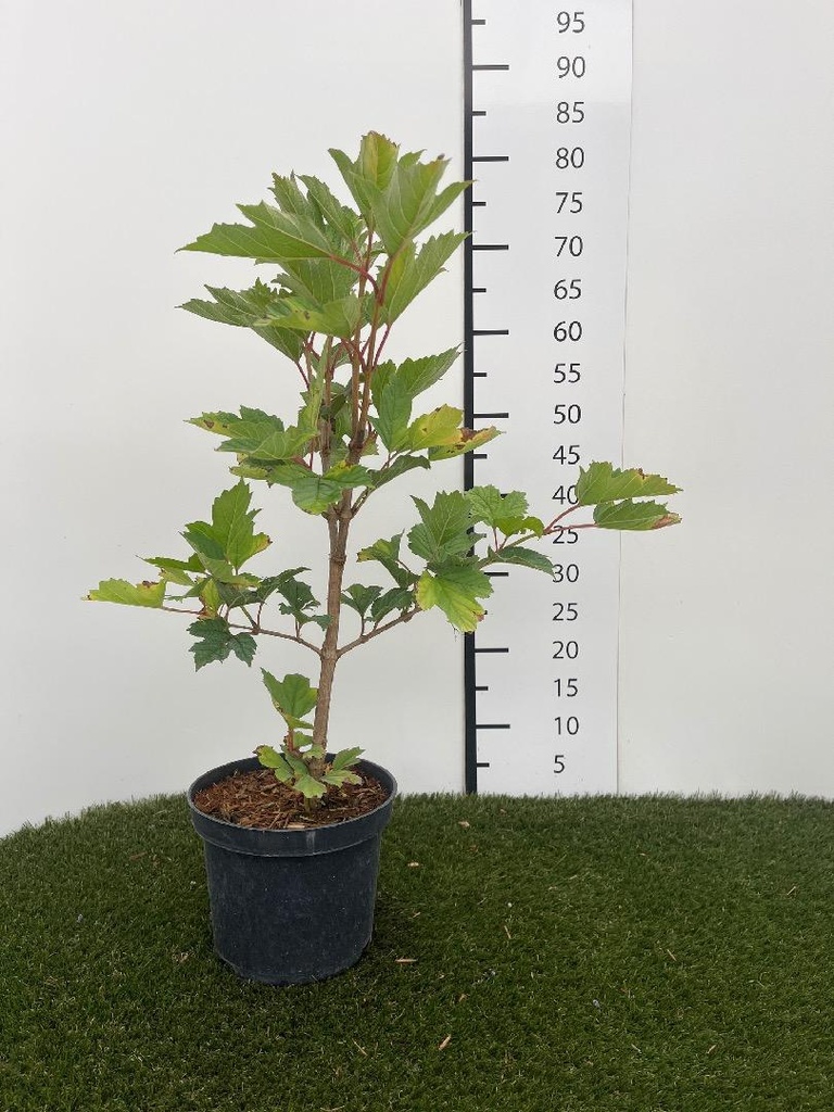 Viburnum opulus C3 40-60