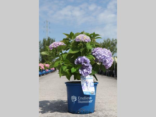 Hydrangea macr. Endless Summer Original