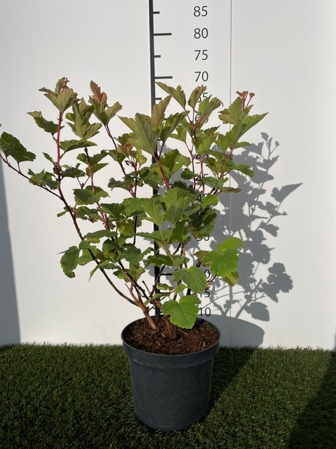 Physocarpus opulifolius Magic Ball C3 30-40