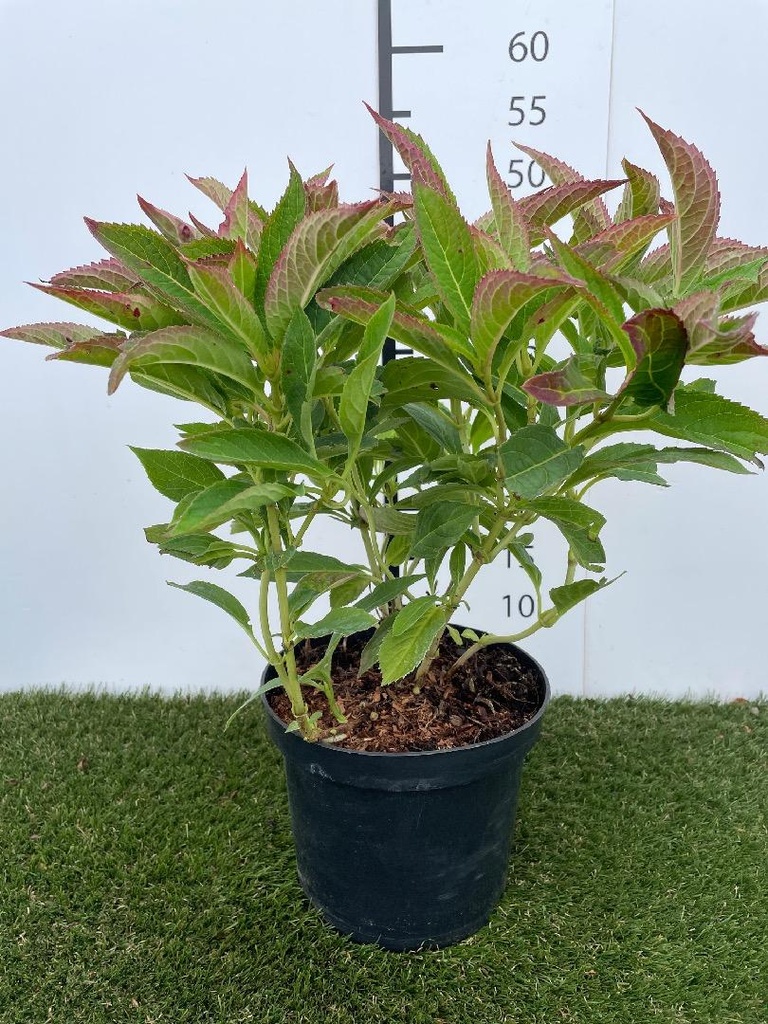 Hydrangea serrata Magic Pillow 30-40