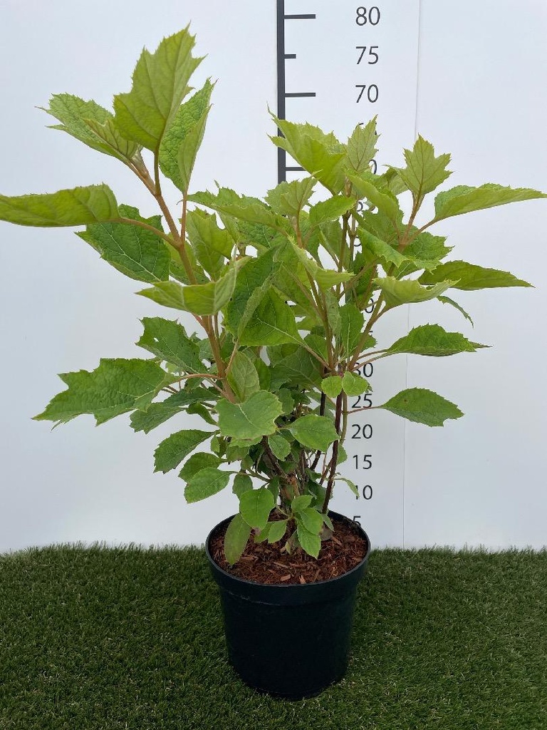 Hydrangea quercifolia Snow Queen 40-50