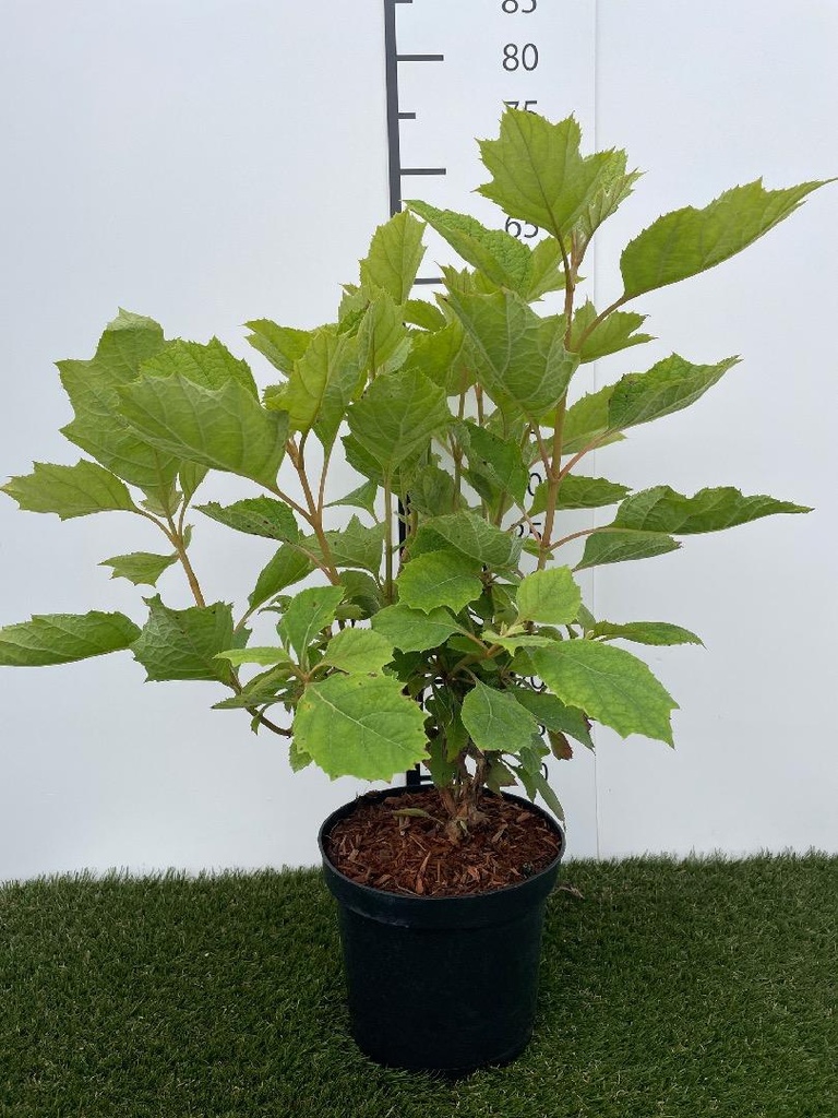 Hydrangea quercifolia Alice 40-50