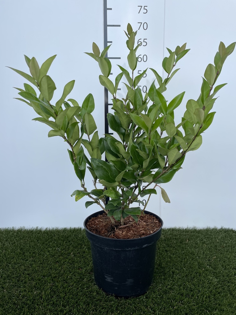 Ligustrum japonicum Texanum C3 40-50