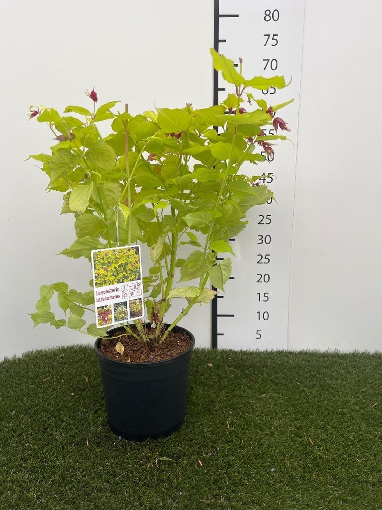 Leycesteria formosa Little Lanterns C3 40-50