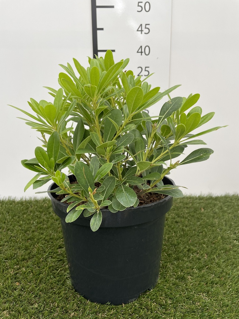 Pittosporum tobira Nanum C3 25-30