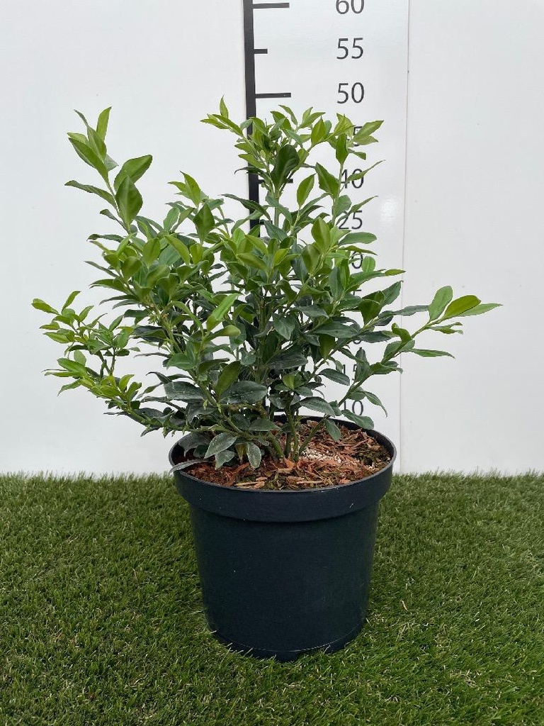 Sarcococca confusa C3 25-30