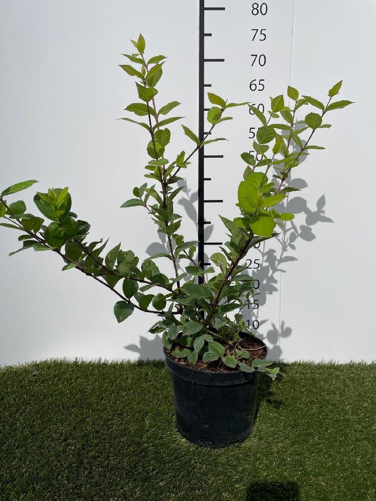 Lonicera fragrantissima C3 40-60