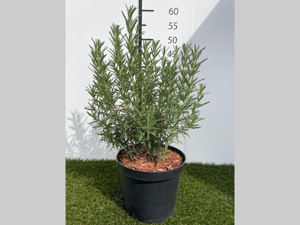 Rosmarinus officinalis C3 20-25