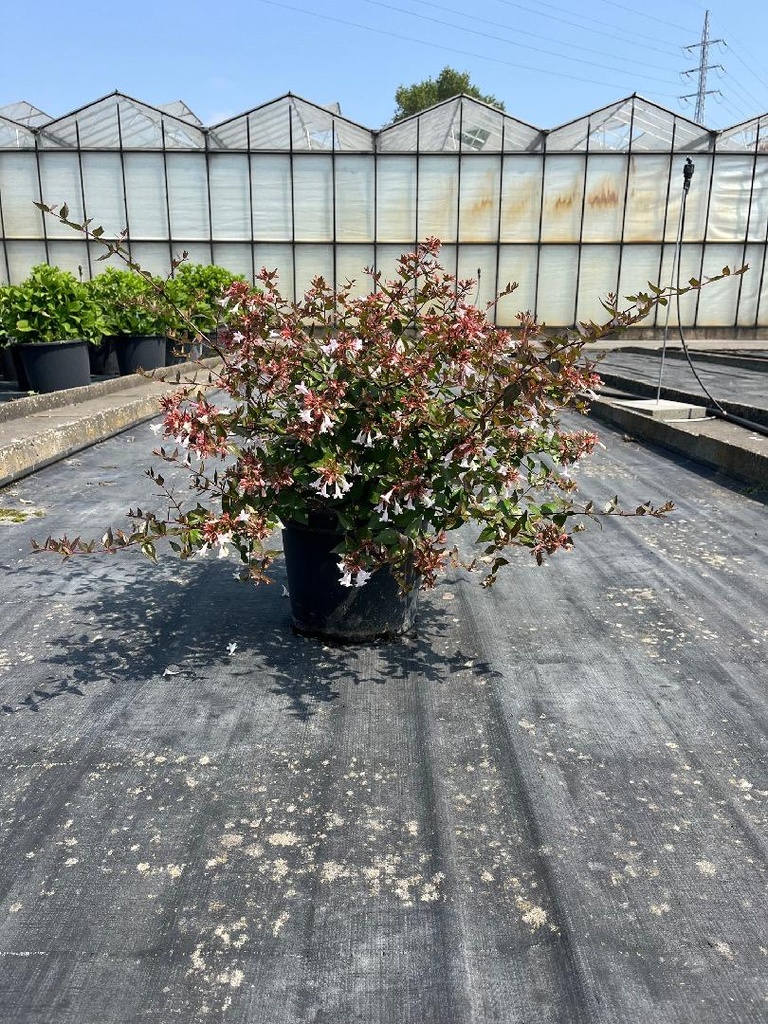 Abelia  Grandiflora C10 50-60