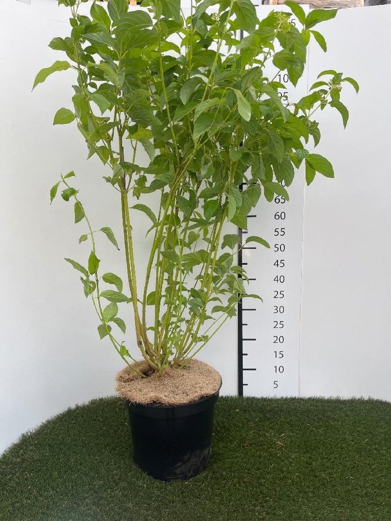 Cornus  sericea Flaviramea C7.5 100-125