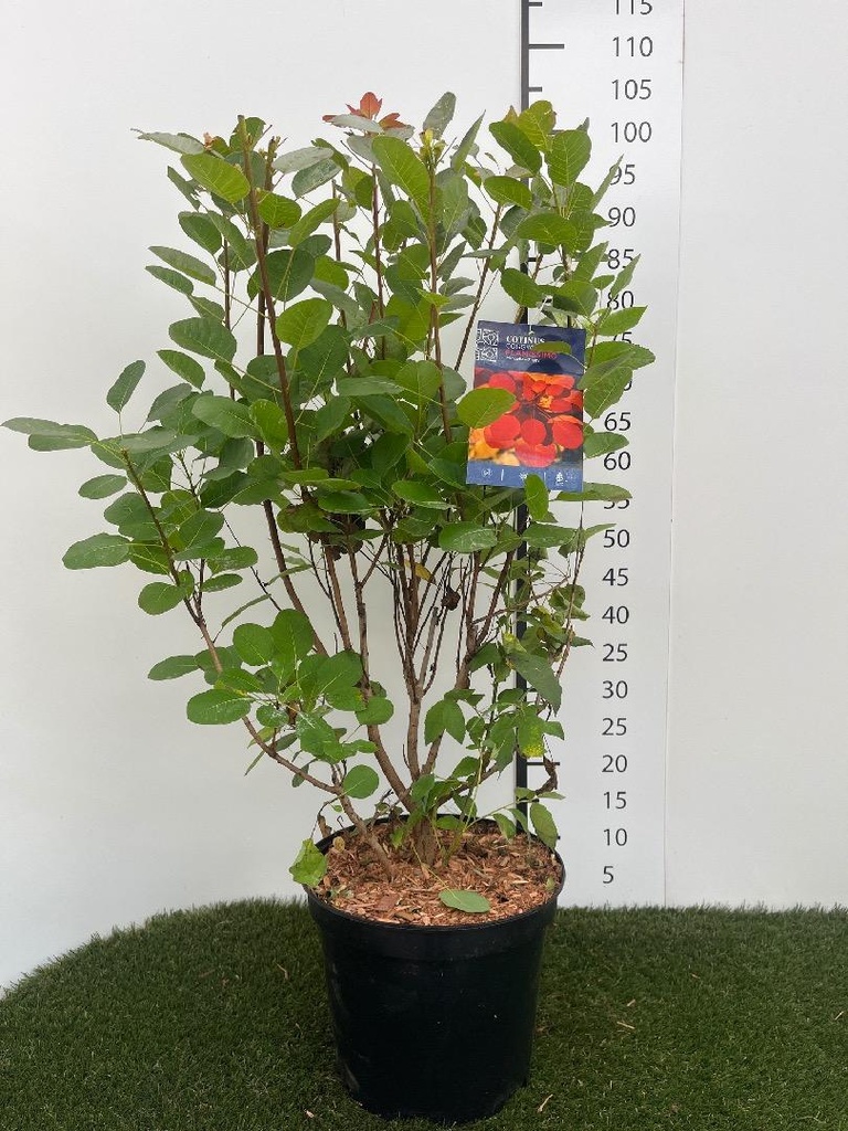 Cotinus coggygria Flamissimo C7.5 60-80