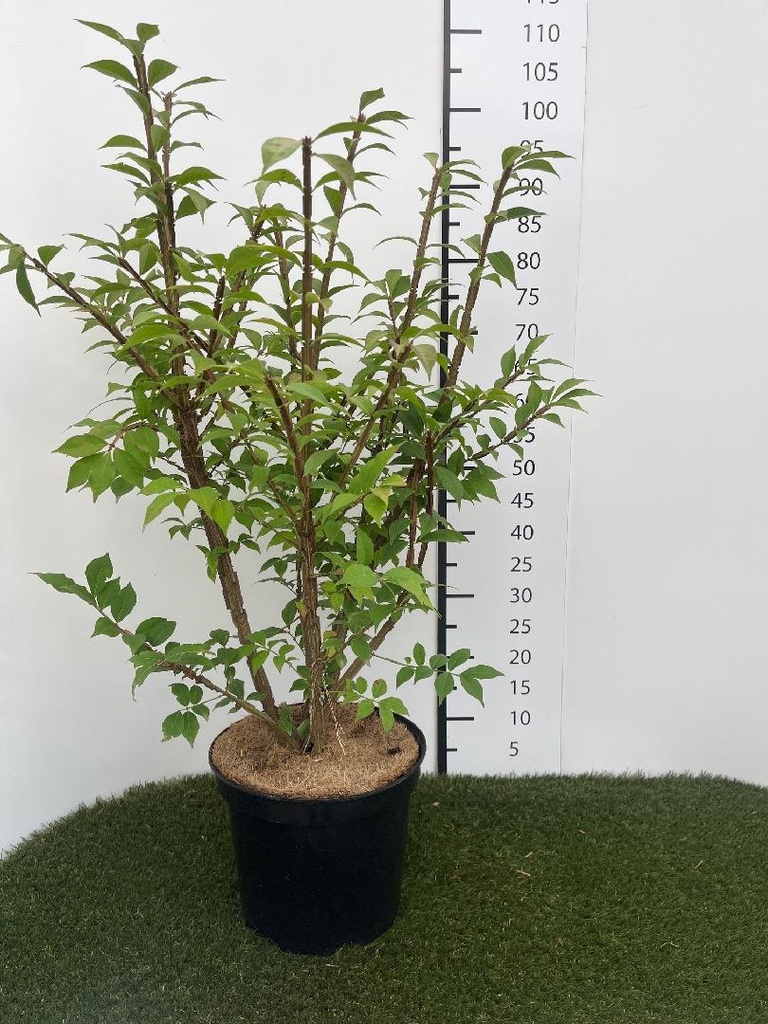 Euonymus  alatus C7.5 50-60