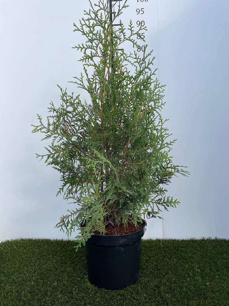 Thuja  occidentalis Brabant C4 60-80