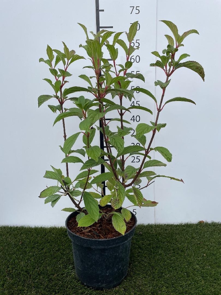 Viburnum  bodnantense Dawn C3 40-50
