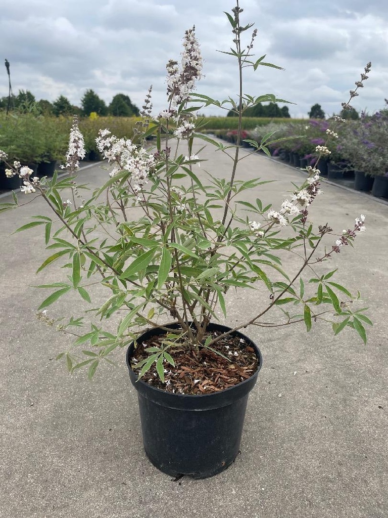 Vitex agnus-castus Alba C3 40-50