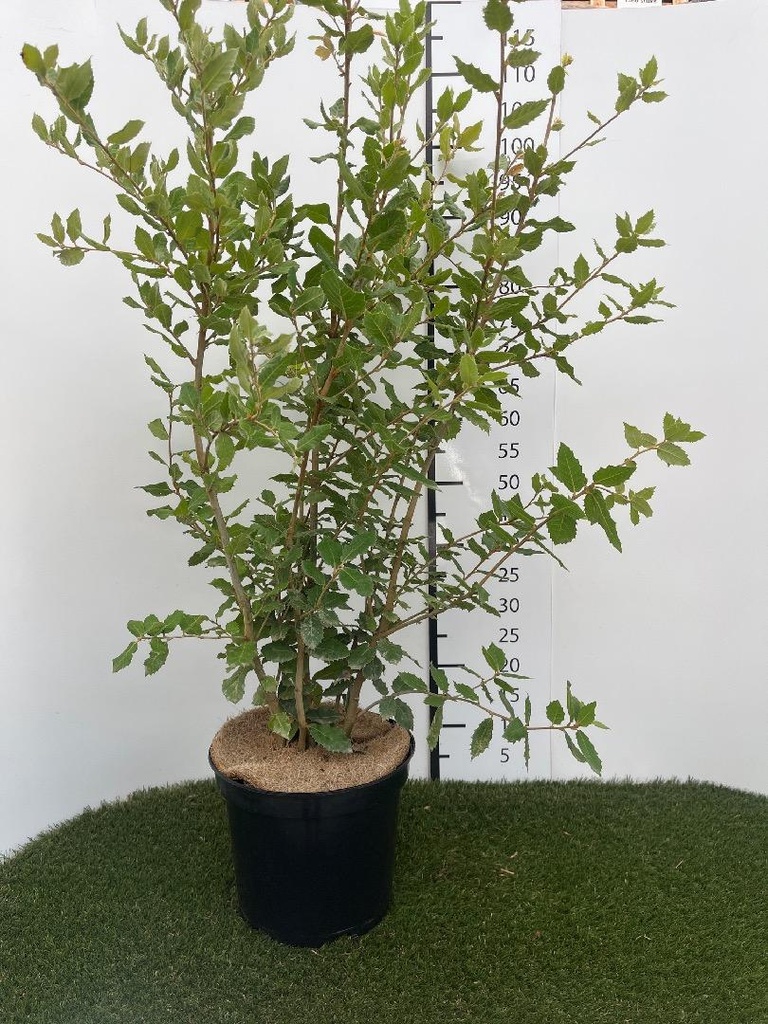 Quercus ilex C7,5 80-100