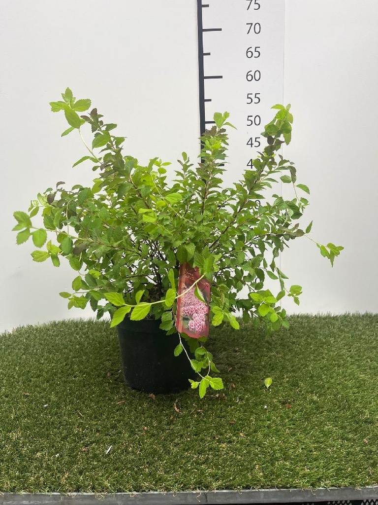 Spiraea Sparkling Champagne C3 25-30