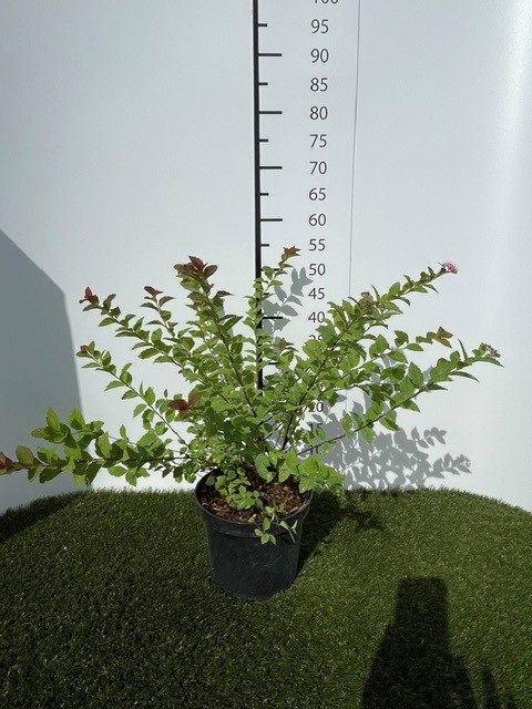 Spiraea Sparkling Champagne C3 25-30