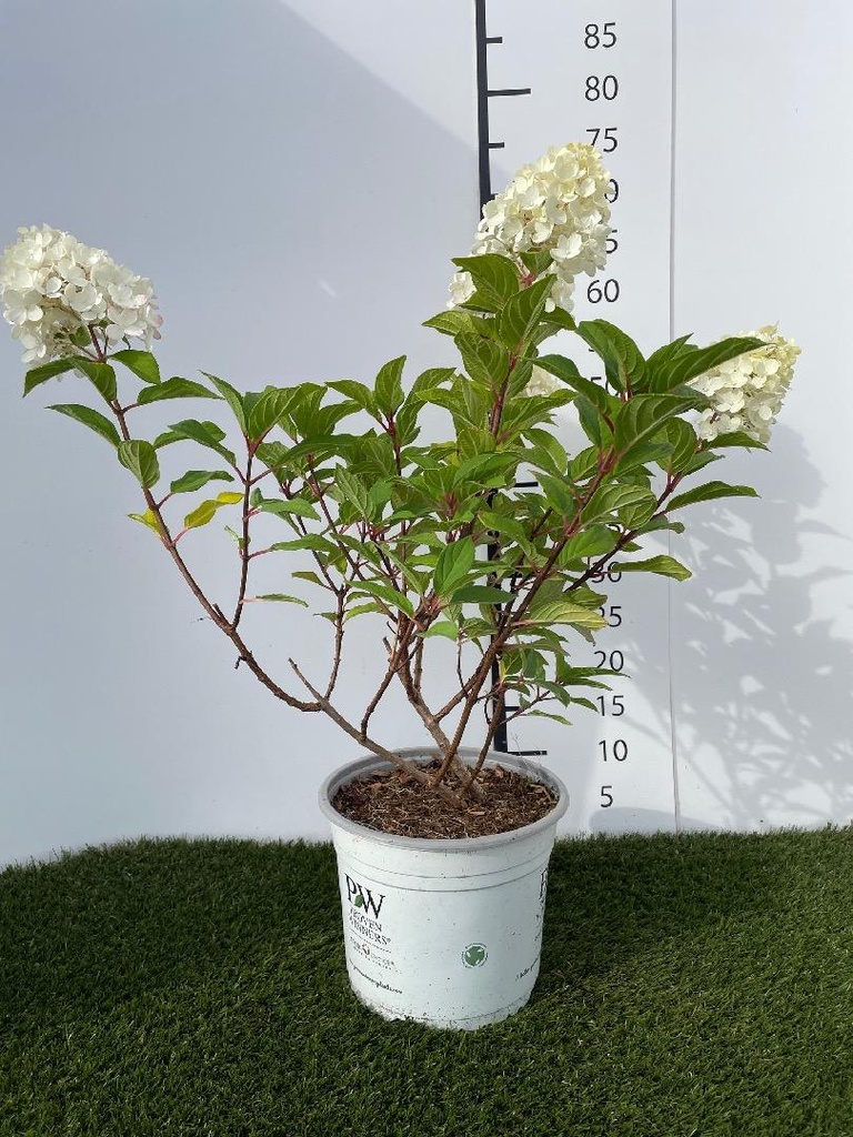 Hydrangea Paniculata Little Lime Punch C4 40-50