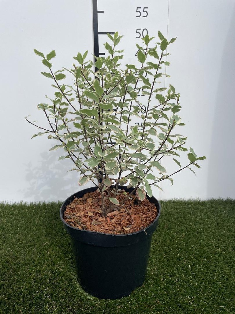 Pittosporum tenuifolium Elizabeth C3 30-40