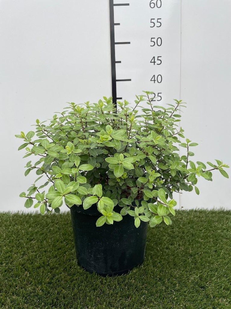 Pittosporum tenuifolium Golf Ball C3 30-40