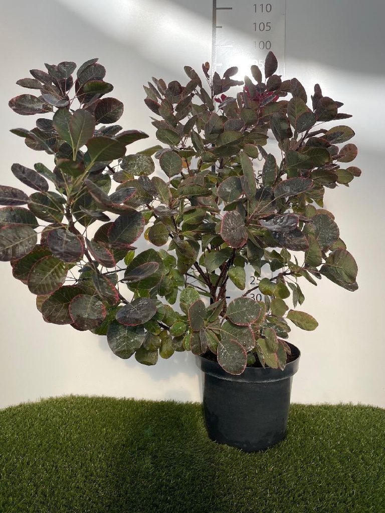 Cotinus coggygria C7.5 60-80