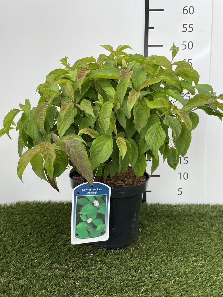 Cornus  sericea Kelseyi C1.5 20-25