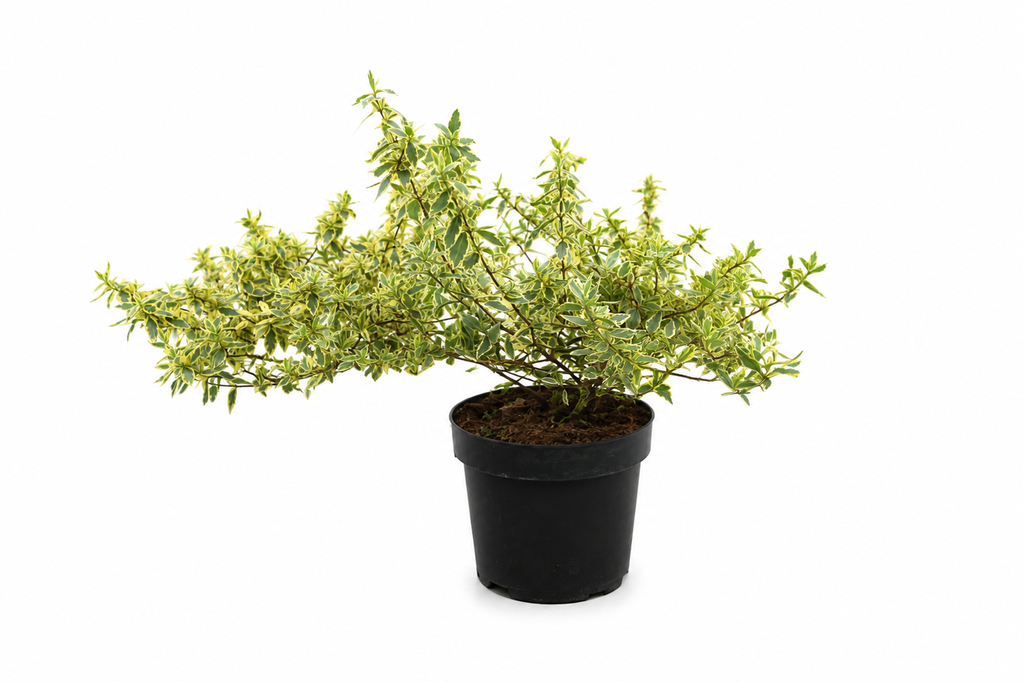 Abelia grandiflora Tricolor Charm C3 25-30