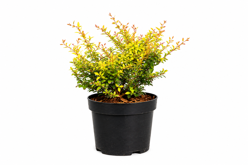 Berberis thunbergii Golden Dream C3 30-40