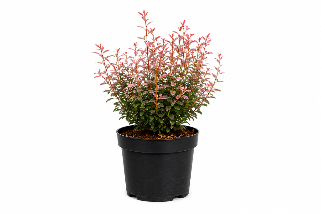 Berberis thunbergii Rosy Rocket C3 30-40