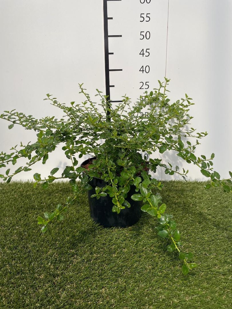 Ceanothus thyrsiflorus Repens C3 25-30