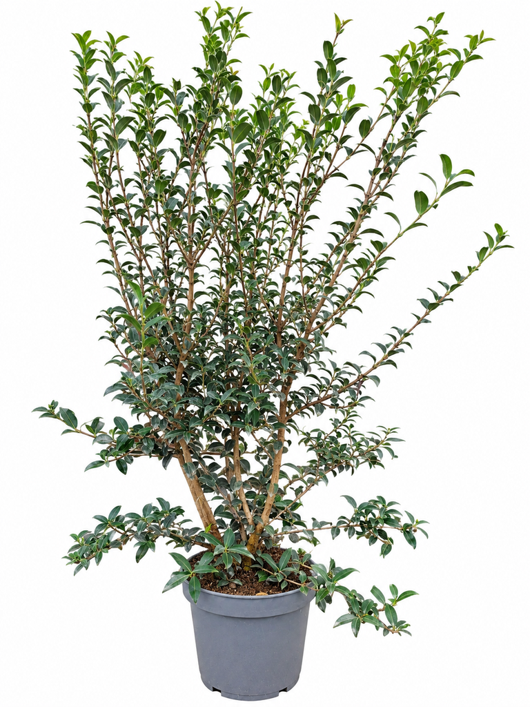 Osmanthus Burkwoodii C7,5 80-100