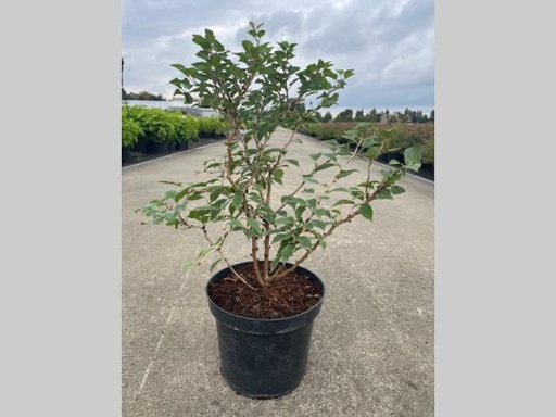[P0000711] Prunus incisa Kojou-no-mai C3 30-40