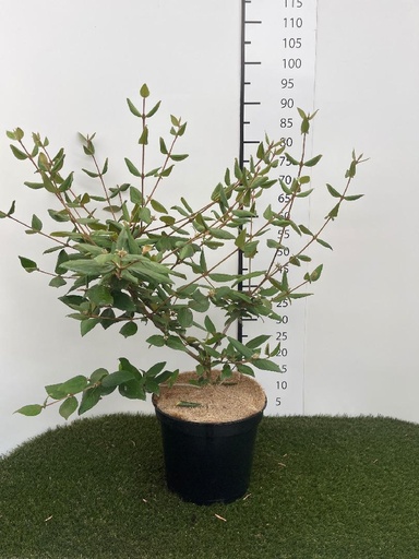 [P0000743] Viburnum burkwoodii C7.5 60-80