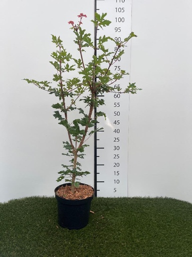 [P0000777] Acer campestre C3 60-80