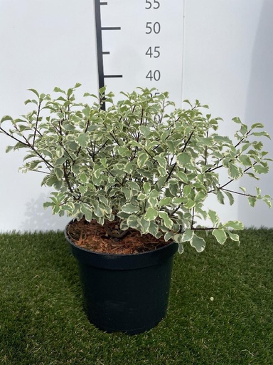 [P0000796] Pittosporum tobira Variegatum 25-30