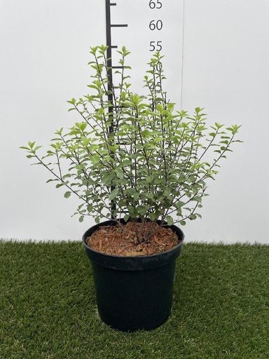 [P0000797] Pittosporum tenuifolium  C3 30-40